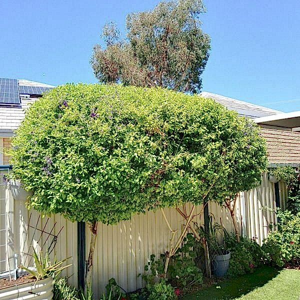 Garden Clean up Secondary Image Garden clean up secondary image