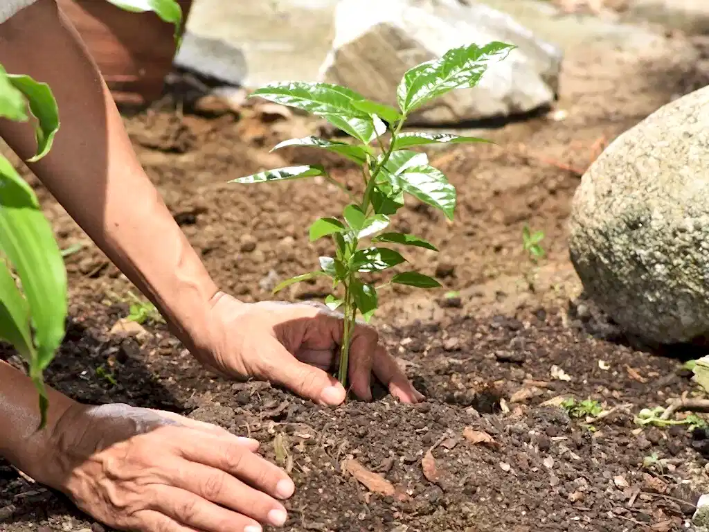 New Tree being planted in Autumn